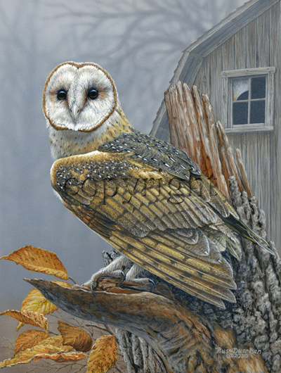 "Birds of Prey - Barn Owl"  - Giclee Canvas picture