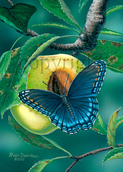 Red-spotted Purple on Yellow Apple - Canvas Giclee picture