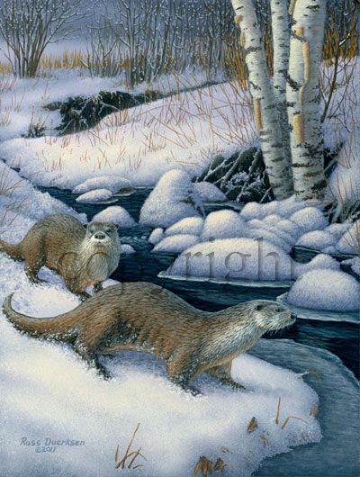 "Wandering Otters"  - Giclee Canvas picture