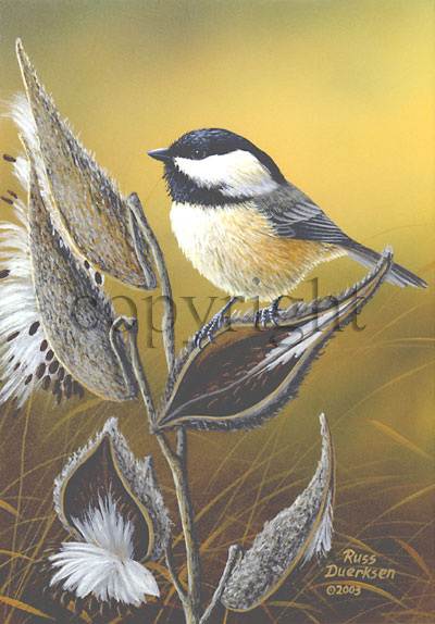 Chickadee on Milkweed - Giclee Canvas picture