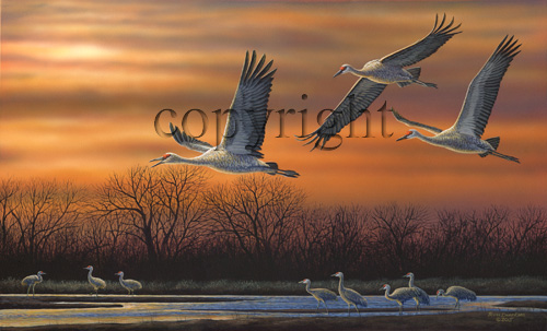 "Cranes at Sunset"  - Giclee Canvas picture