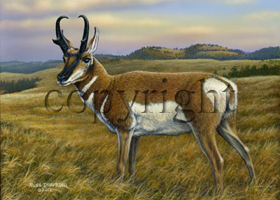 Antelope - Giclee Canvas picture