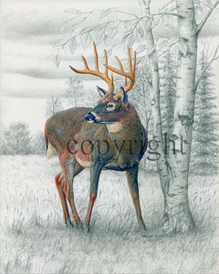 Whitetail Deer - Giclee Canvas picture