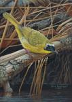 Common Yellowthroat - Giclee Canvas