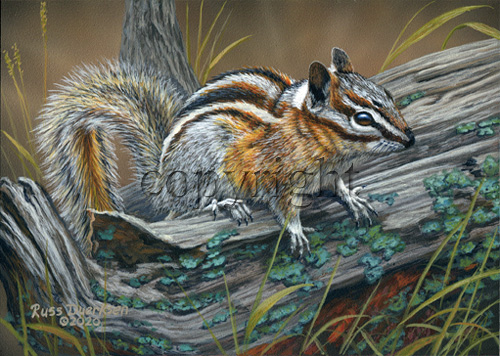 Chipmunk - Giclee Canvas picture