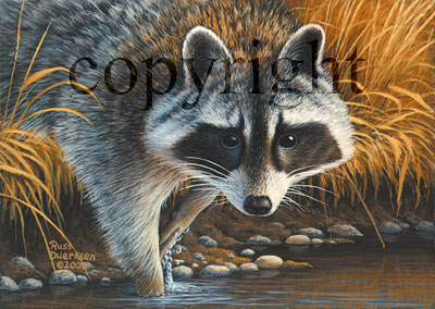 Raccoon - Giclee Canvas picture