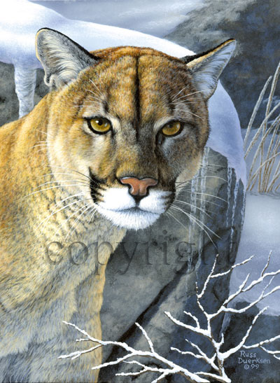 Mountain Lion - Giclee Canvas picture