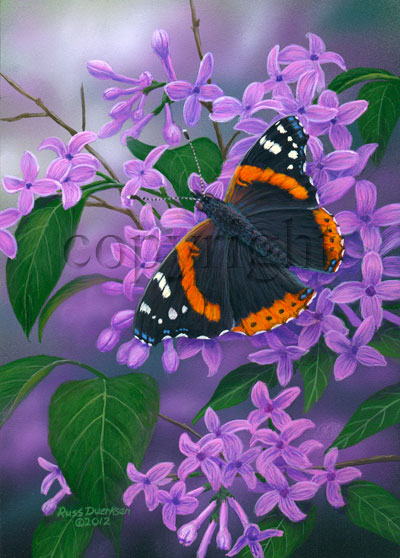 Red Admiral - Canvas Giclee picture