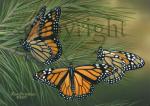 Monarchs on Pine - Canvas Giclee