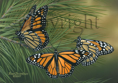 Monarchs on Pine - Canvas Giclee picture