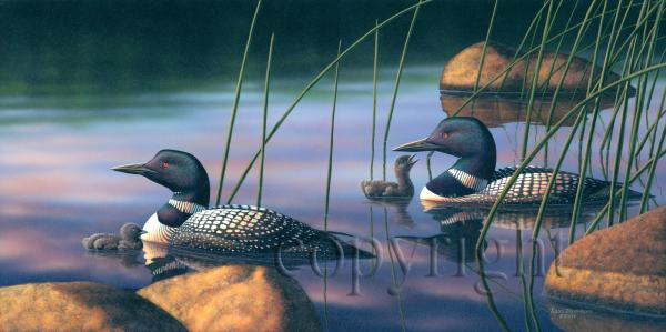 "TLC - Loons"  - Giclee Canvas