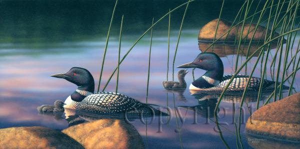 "TLC - Loons"  - Giclee Canvas picture