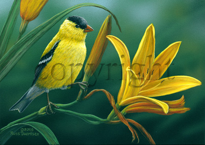 Goldfinch on Day Lily- Giclee Canvas picture