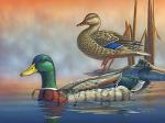 "Mallard Hideaway"  - Giclee Canvas