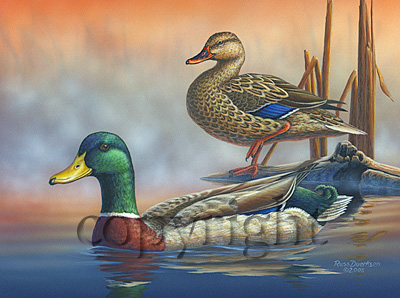 "Mallard Hideaway"  - Giclee Canvas picture