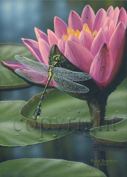 Riverine Clubtail Dragonfly - Giclee Canvas picture