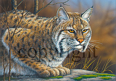 Bobcat - Giclee Canvas