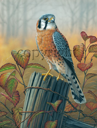 "Birds of Prey - Male Kestrel"  - Giclee Canvas picture