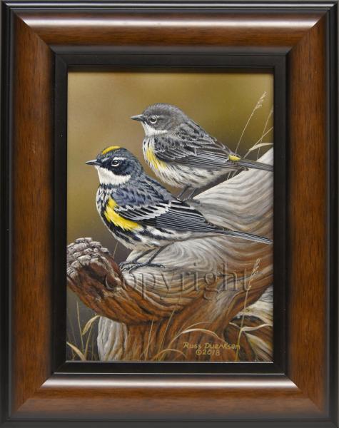 "Yellow-rump Warbler" - original acrylic painting picture