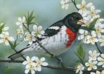 Rose-breasted Grosbeak- Giclee Canvas