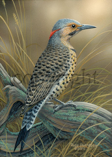 Northern Flicker- Giclee Canvas