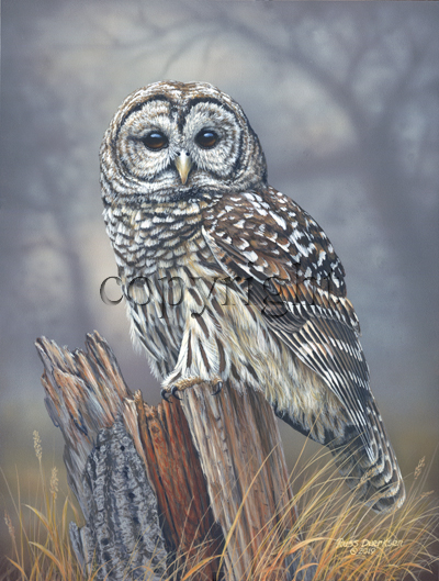 "Birds of Prey - Barred Owl"  - Giclee Canvas picture