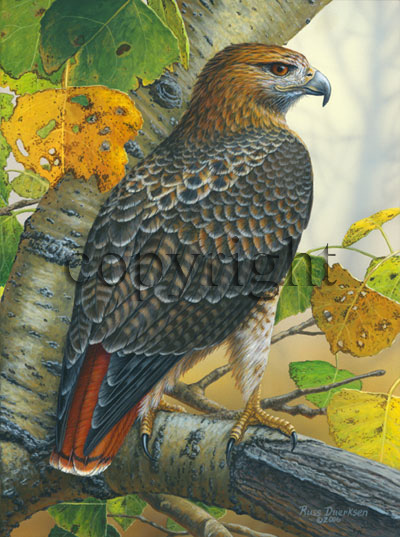 "Birds of Prey - Red-tailed Hawk"  - Giclee Canvas picture