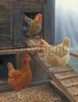 "Ladies of the Coop"  - Giclee Canvas