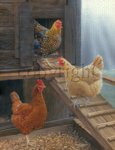 "Ladies of the Coop"  - Giclee Canvas picture