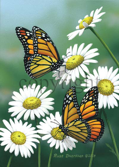 Monarchs and Daisies - Canvas Giclee picture