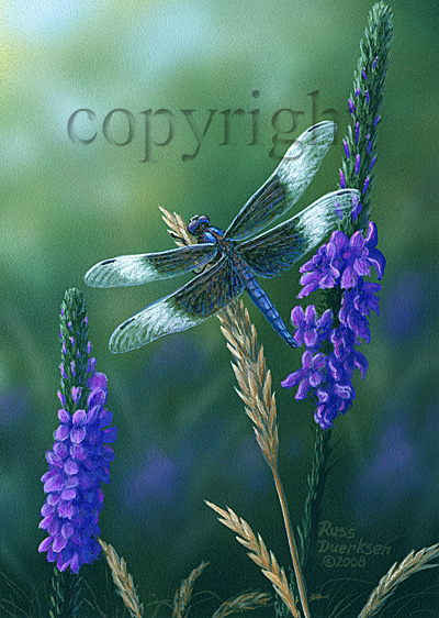 Widow Skimmer Dragonfly - Giclee Canvas picture