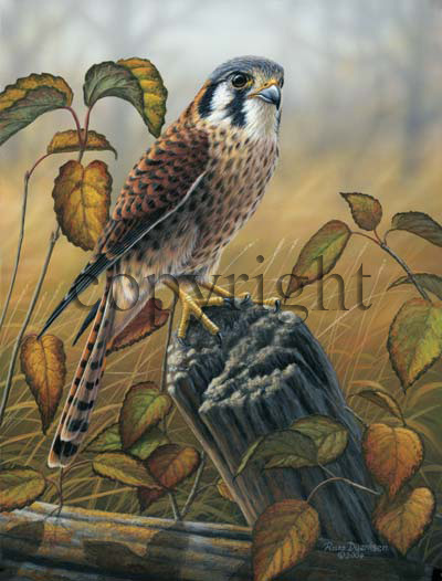 "Birds of Prey" - Female Kestrel" - Giclee Canvas picture