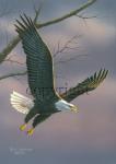 Flying Eagle - Giclee Canvas