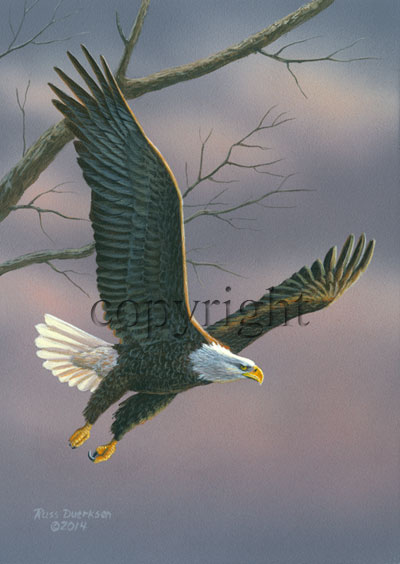 Flying Eagle - Giclee Canvas picture