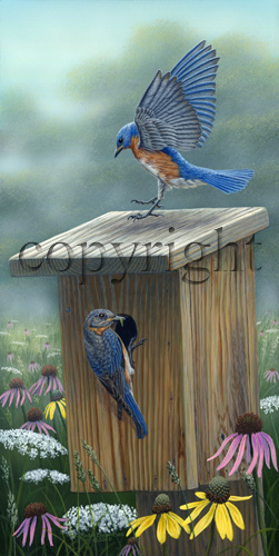 "On Bluebird Trail" - Giclee Canvas picture