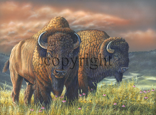 "Pure Bison" - Giclee Canvas picture