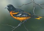 Baltimore Oriole- Giclee Canvas