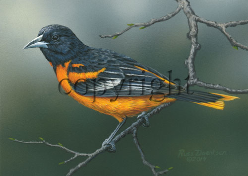 Baltimore Oriole- Giclee Canvas picture