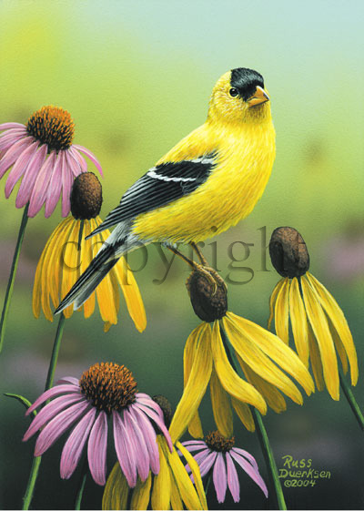 Goldfinch - Giclee Canvas picture