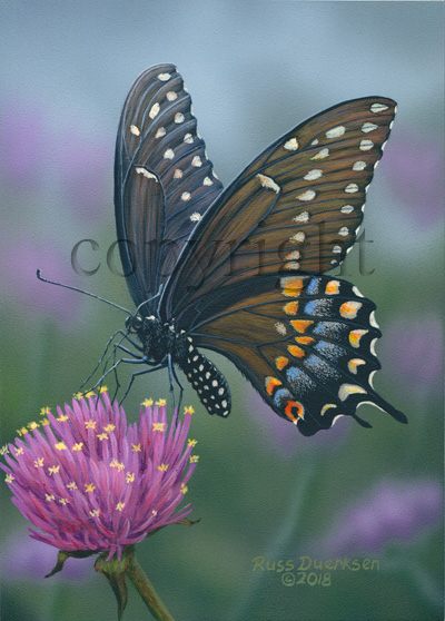 Black Swallowtail on Gomphrena Fireworks - Canvas Giclee picture