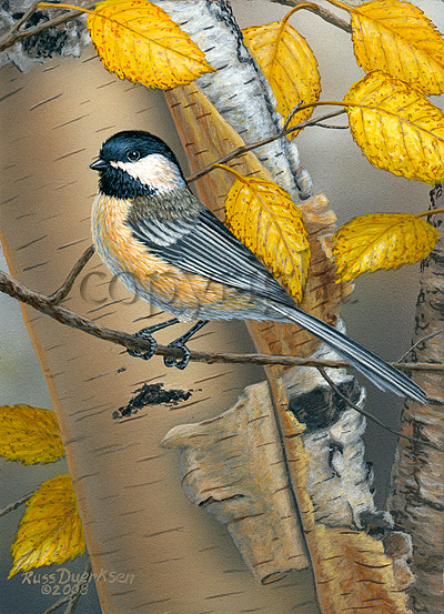 Chickadee on Birch- Giclee Canvas picture