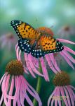 Regal Fritillary - Canvas Giclee