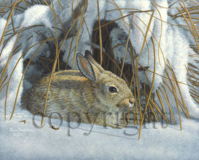 "Snow Bunny"  - Giclee Canvas picture