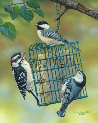 "Suet Seekers" - Giclee Canvas picture