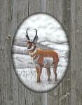 "Pronghorn" - 11" x 14" Giclee Canvas with printed barn wood