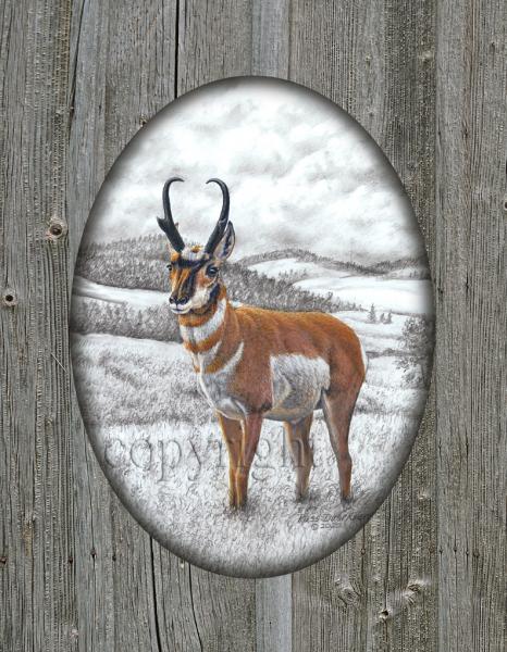 "Pronghorn" - 11" x 14" Giclee Canvas with printed barn wood picture