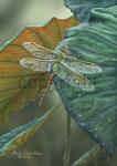 Green Darner Dragonfly - Giclee Canvas