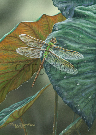 Green Darner Dragonfly - Giclee Canvas picture