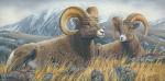 "High Country Rams"  - Giclee Canvas