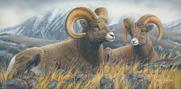 "High Country Rams"  - Giclee Canvas picture